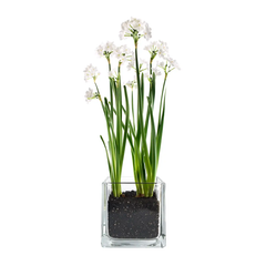Paperwhites Winter Garden | Holiday Gift | Best-Selling Indoor Bulb Kit