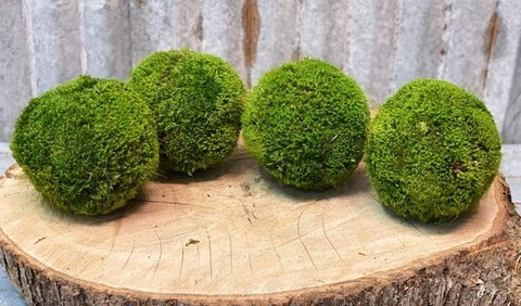 Handmade 5" Preserved Moss Ball