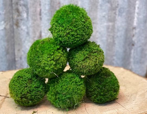 Handmade 4" Preserved Moss Ball