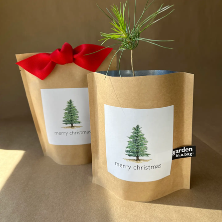 Garden in a Bag | Christmas Tree-to-Be (Scotch Pine, Pinus sylvestris)