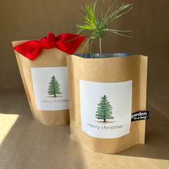 Garden in a Bag | Christmas Tree-to-Be (Scotch Pine, Pinus sylvestris)