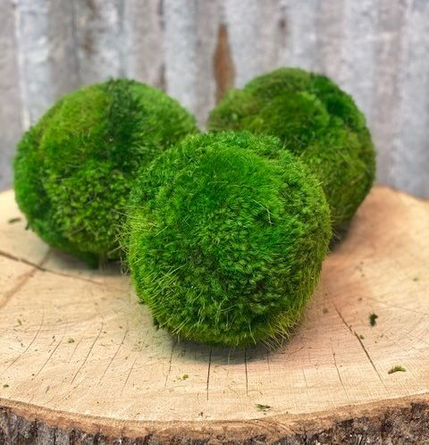 Handmade 6" Preserved Moss Ball