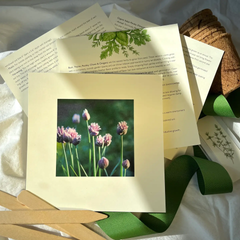 Culinary Herb Garden Box | Organic Herb Kit | Holiday Gift for Gardeners