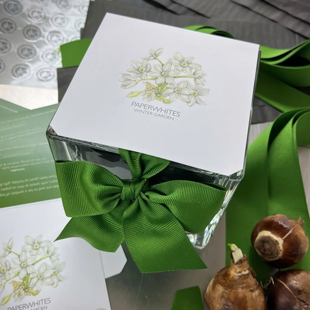 Paperwhites Winter Garden | Holiday Gift | Best-Selling Indoor Bulb Kit