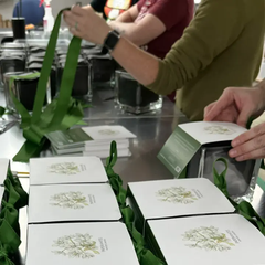 Paperwhites Winter Garden | Holiday Gift | Best-Selling Indoor Bulb Kit