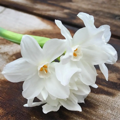 Paperwhites Winter Garden | Holiday Gift | Best-Selling Indoor Bulb Kit