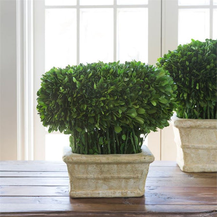 Preserved Potted Boxwood
